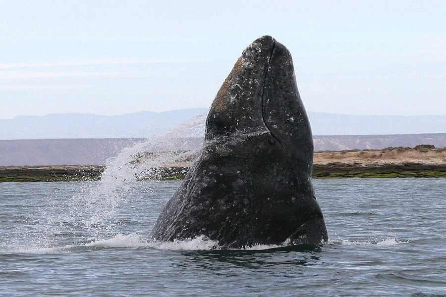 Humpback Whale Description, Information on Humback Whales