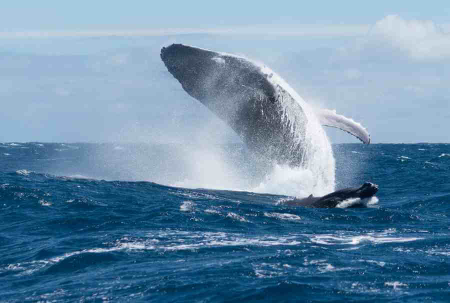 Humpback Whale