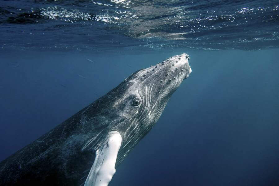 Whale breathing