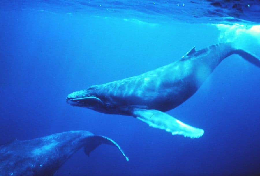 Humpback_whales_in_singing_position