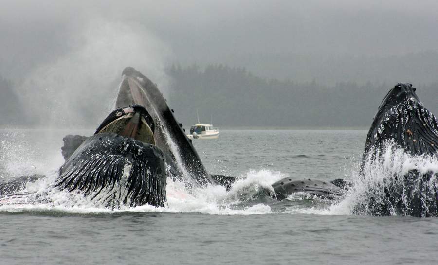 Whale Feeding