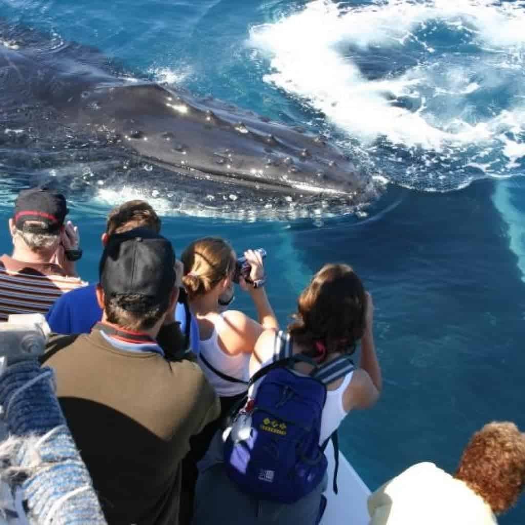 Whale Watching Hervey Bay