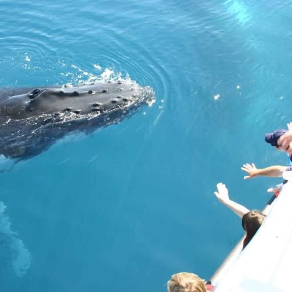 Whale Watching Hervey Bay