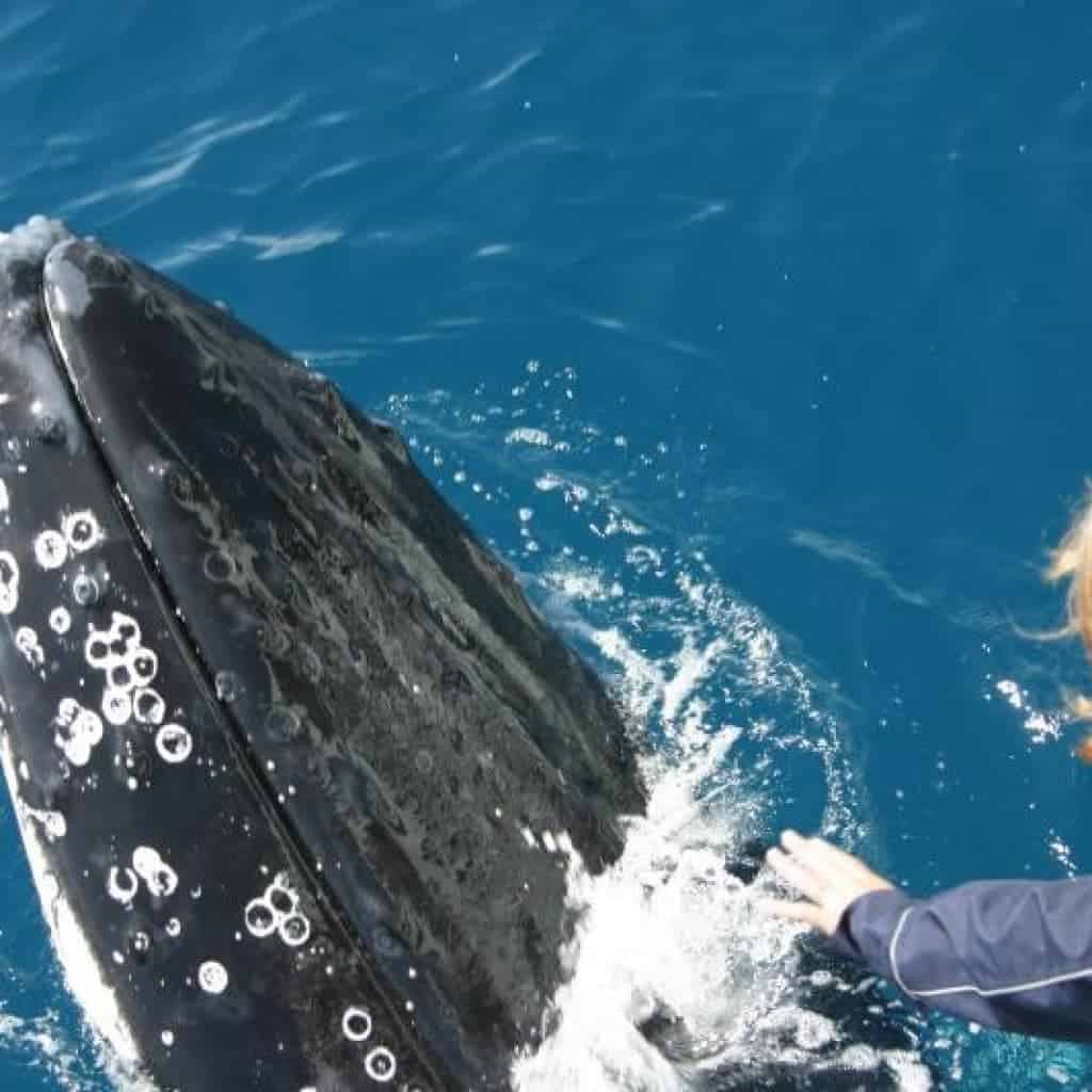 Humpback Whale Breathing