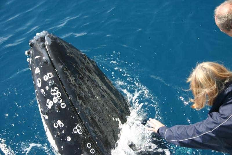 Humpback Whale Breathing