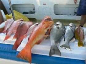 Coral reef fish