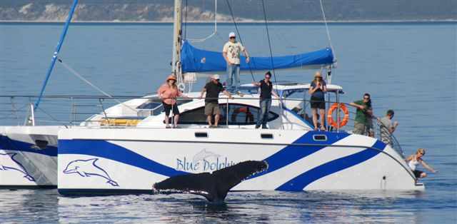 Whale tail Whale tail