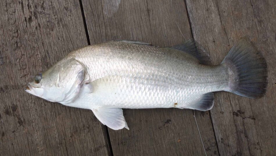 Barramundi