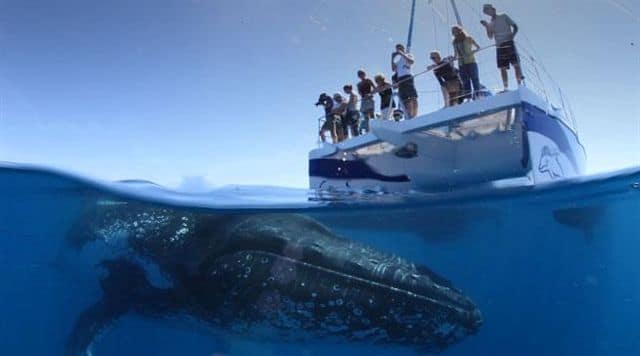 Underwater Whale 