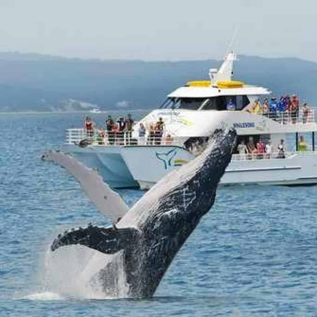 Whalesong cruises