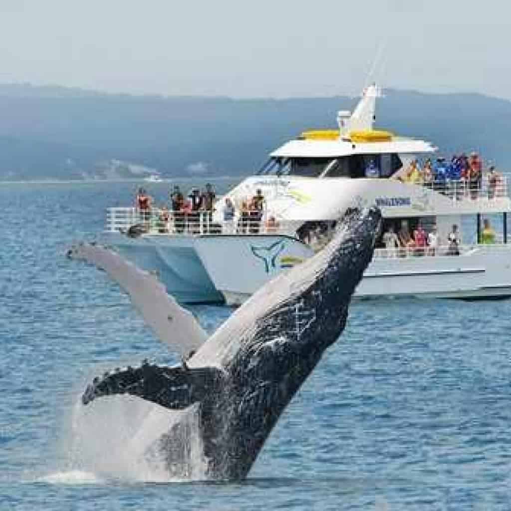 whalesong cruises tours