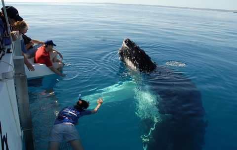 Scuba Whale