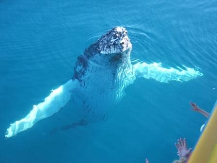 Spirit of Hervey Bay Coming to the Surface