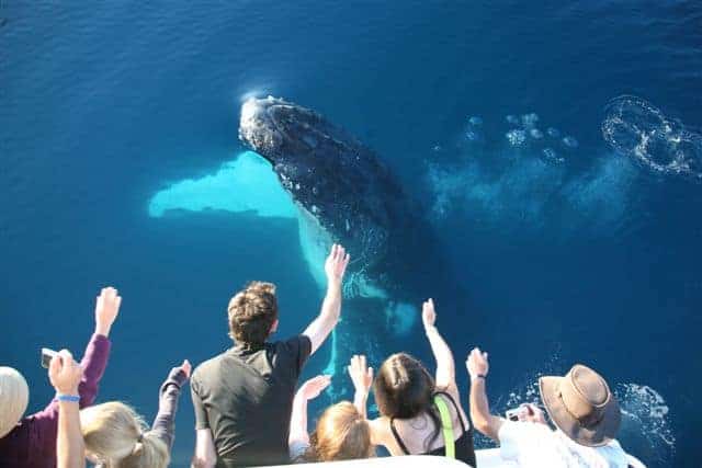 Whale Breaching Tasman