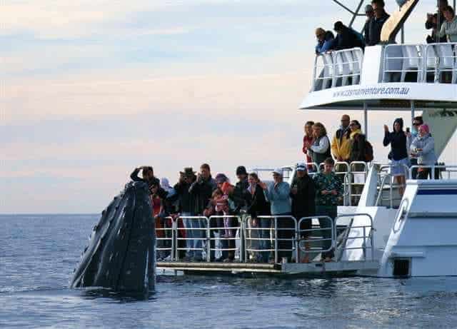 Tasman Venture Hervey Bay humpback Tasman Venture Hervey Bay Humpback