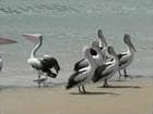 Pelicans Pelicans