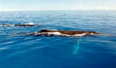 Humpback Whale Breeding Humpback Whale Breeding