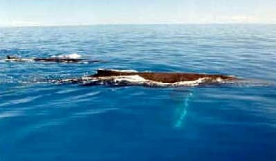 Humpback Whale Breeding