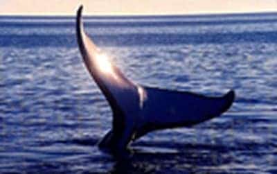 Whale Tail