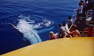 Spirit of Hervey Bay Whale Breach
