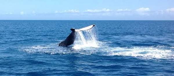 Whale Tail Whale Tail