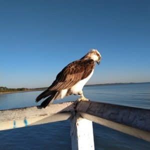Fraser Coast Tourism and Information Sea Osprey Fraser Coast Tourism and Information Sea Osprey