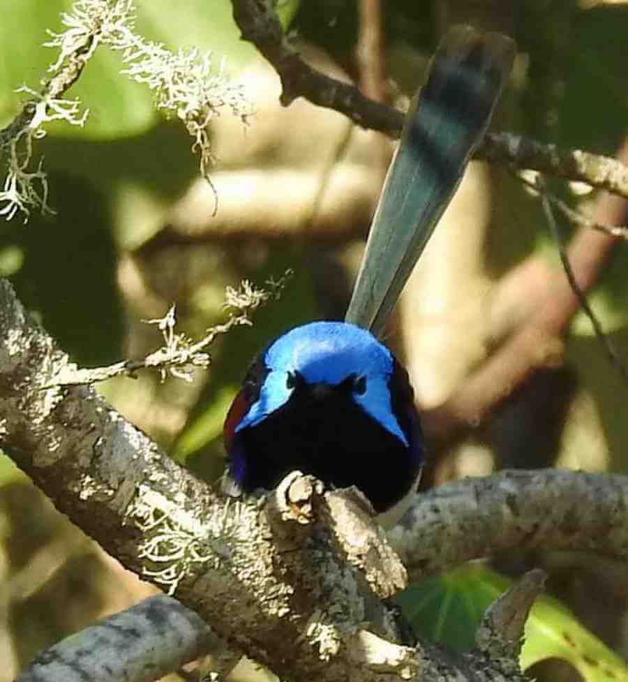 Variegated Wren