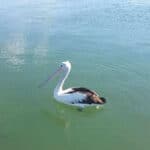 Fraser Island Animals