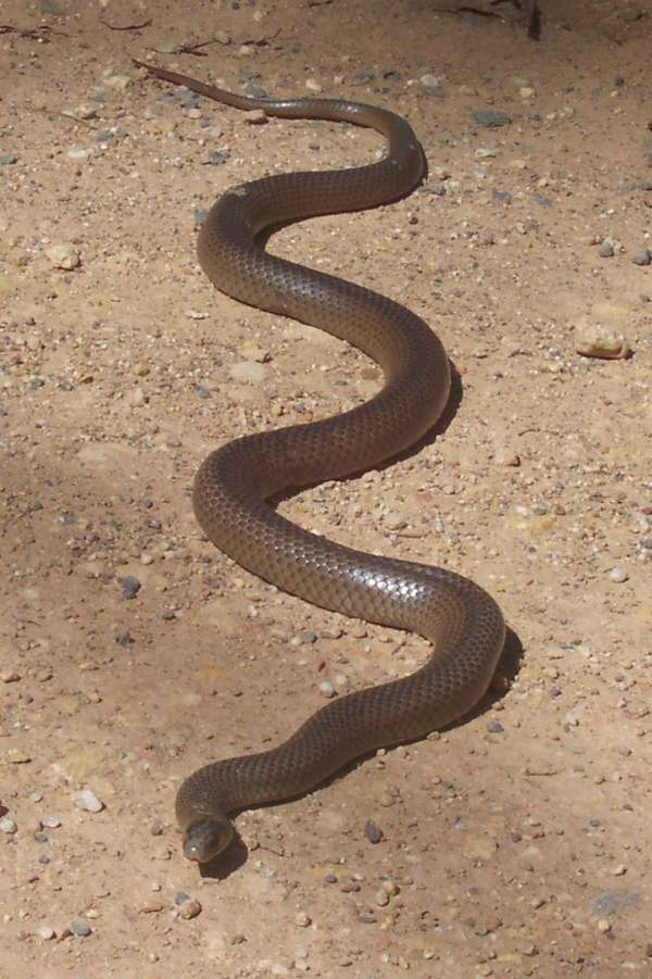 eastern brown snake