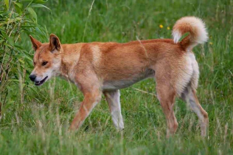 Fraser Island Dingo