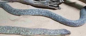 Snakes on Fraser Island