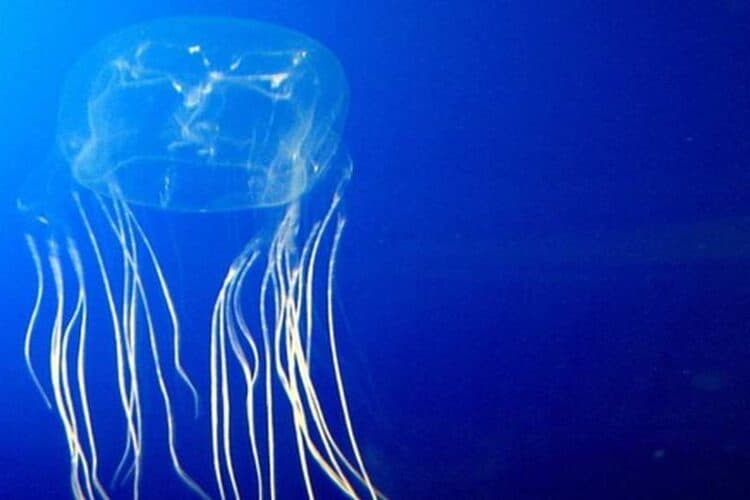 Irukandji jellyfish