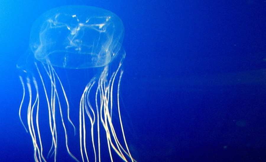 Irukandji jellyfish