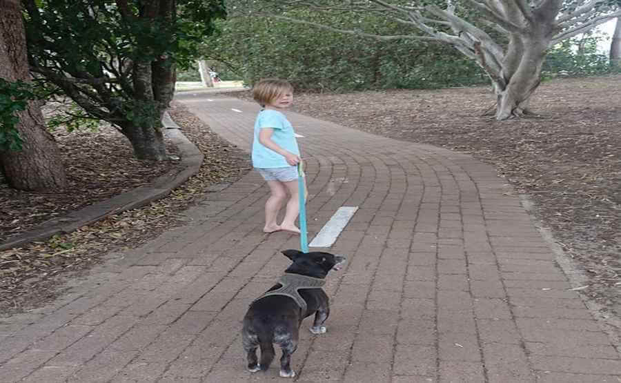 Dog Walk On The Esplanade Hervey Bay