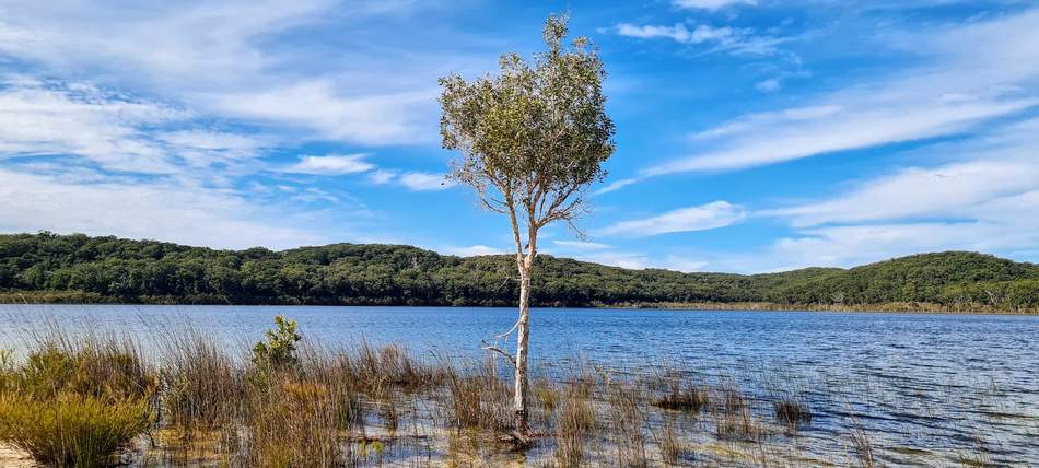 Lake Birrabeen tree