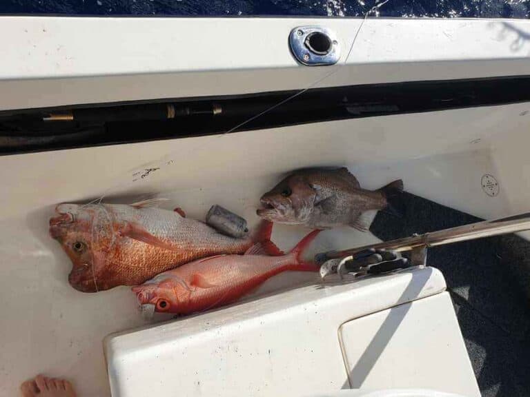 Fishing Hervey Bay, Fishing Tips, Best Spots To Go Fishing