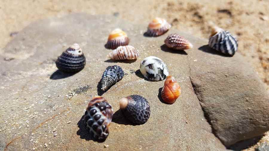 Best Beaches for Shells in Queensland