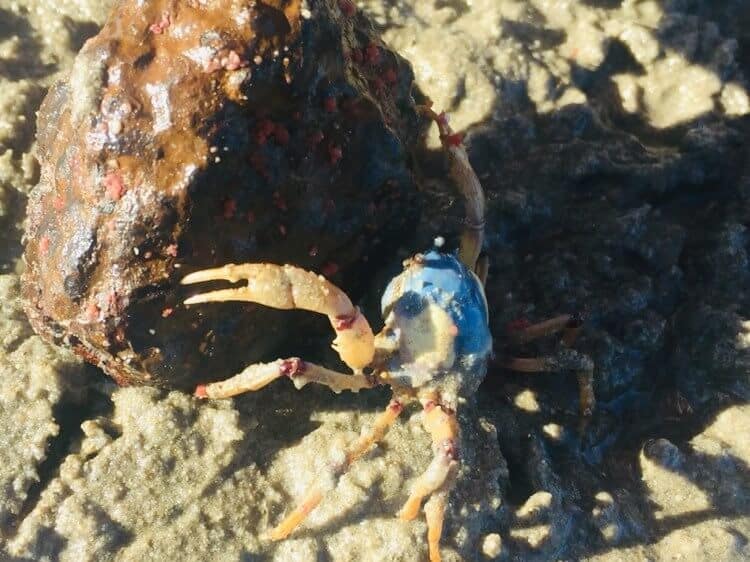 Crabs At Poona Beach