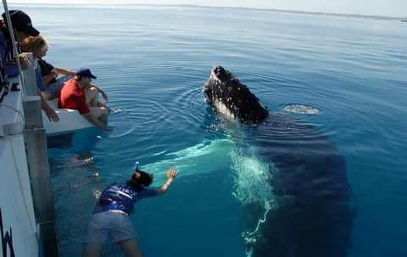 swim with whales