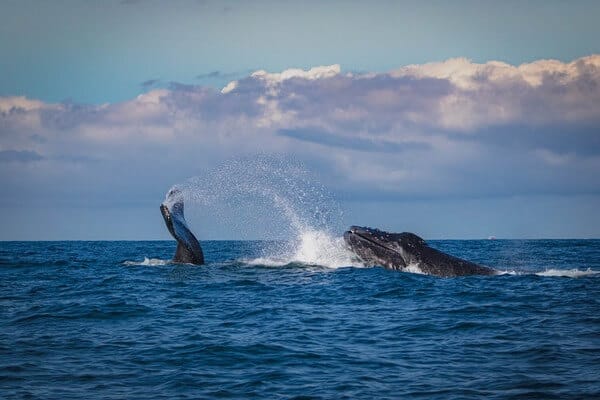 What is Hervey Bay famous for?