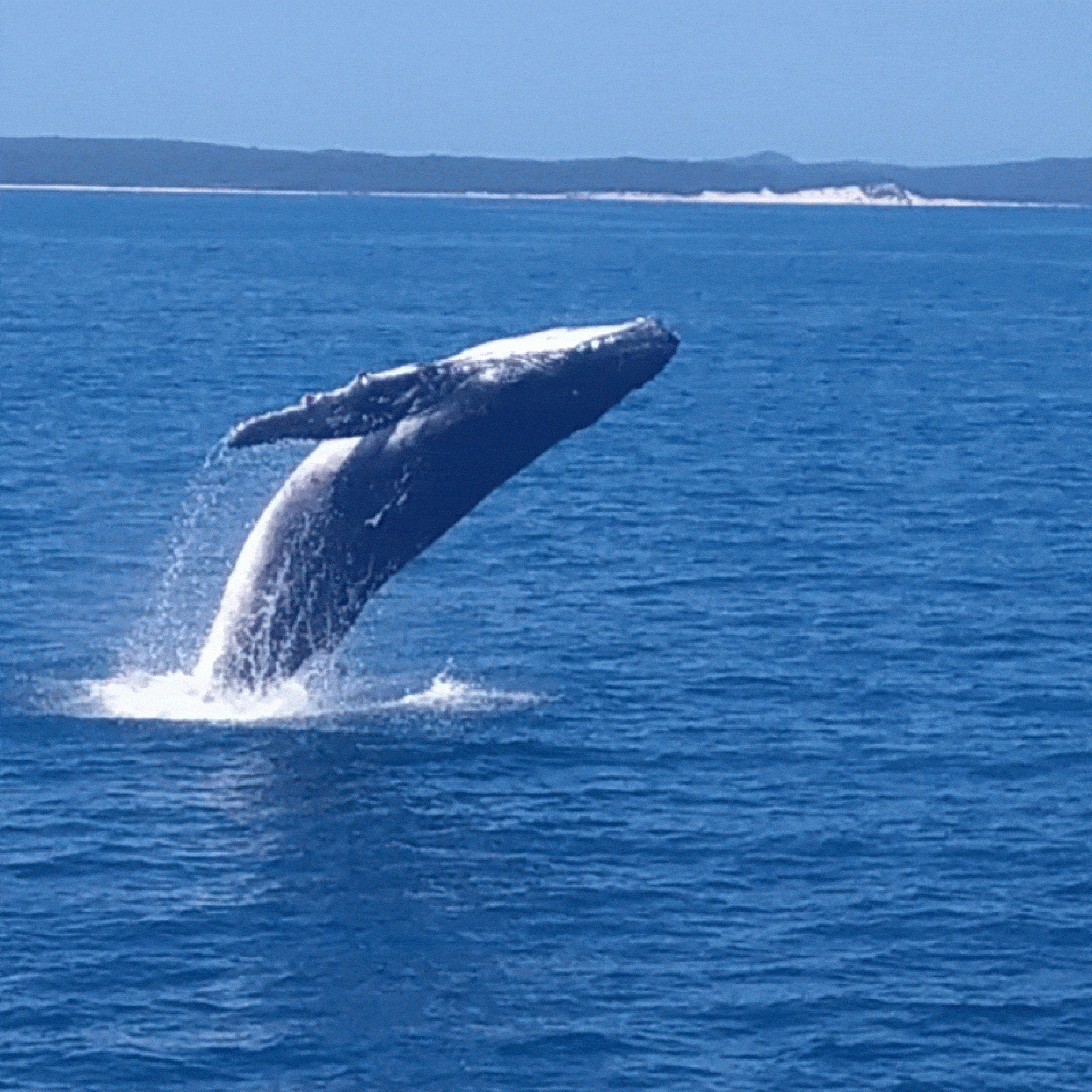 Adventure and Wildlife Experiences