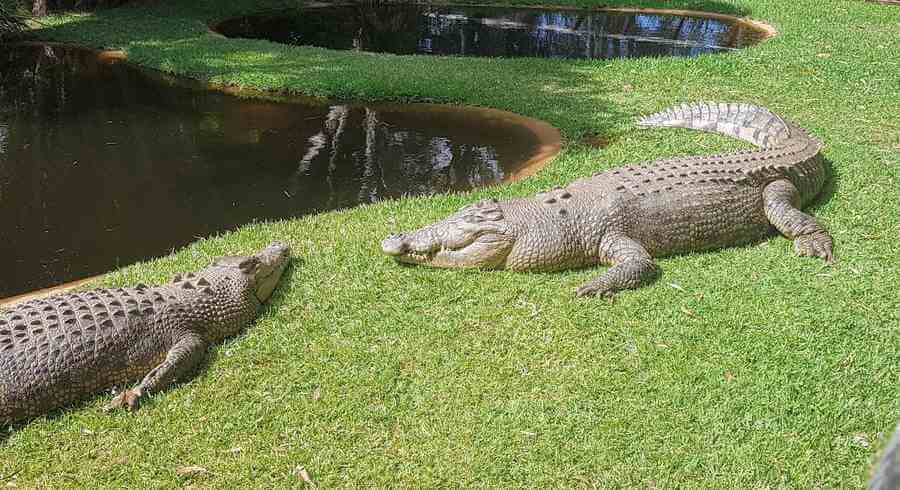 Crocodiles