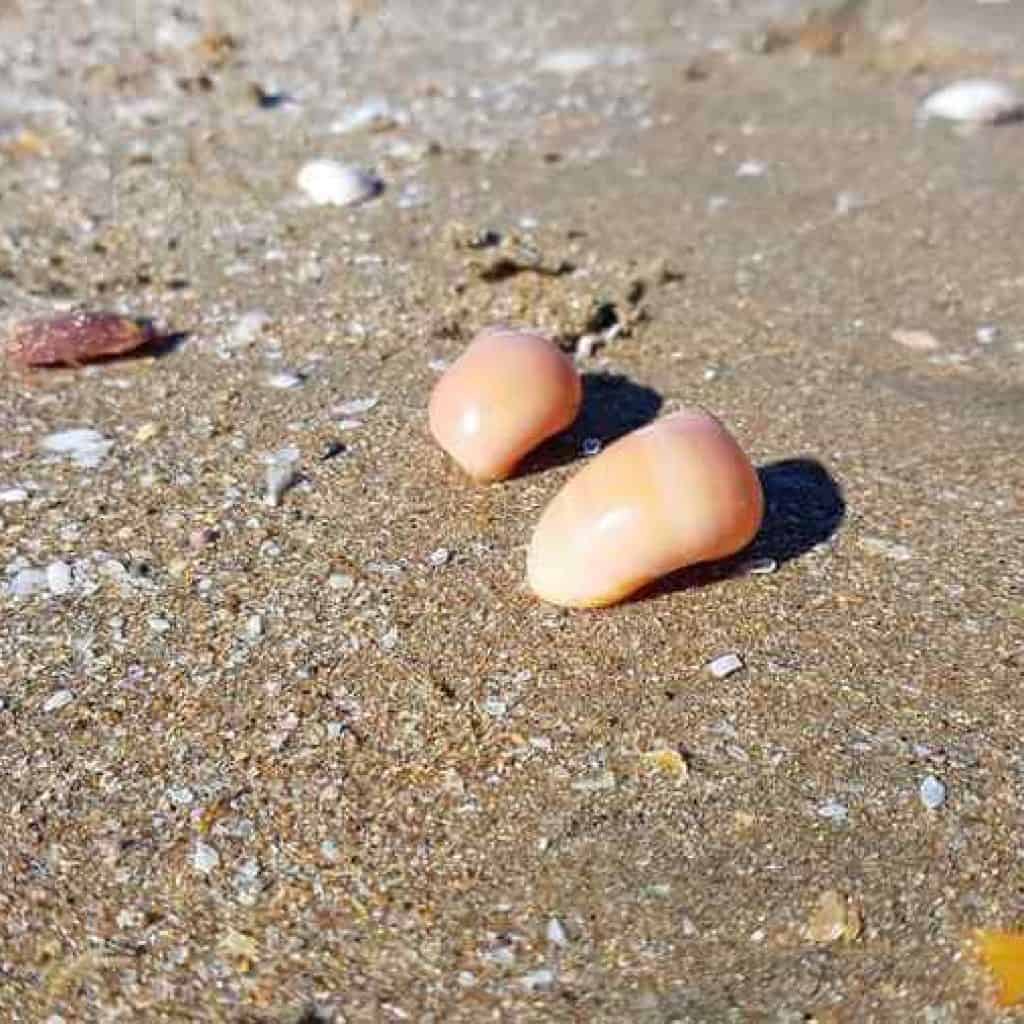 Beach Shells