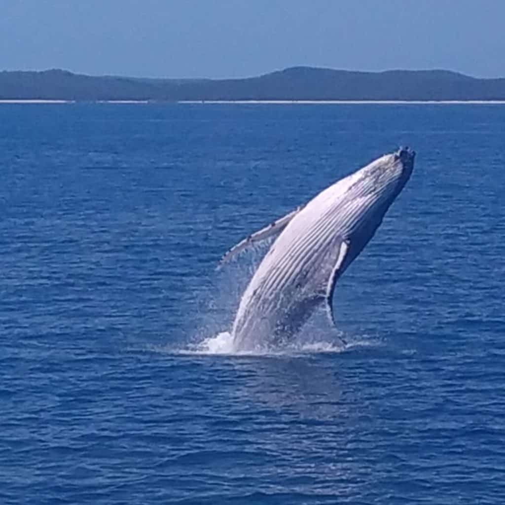 Whale Watching