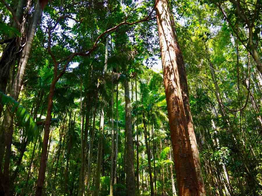 Fraser Island Rainforest