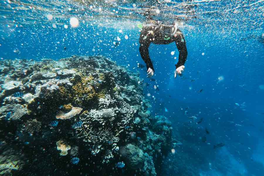 Great Barrier Reef scuba