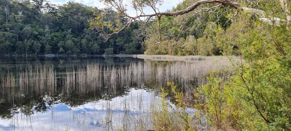 Lake Allom trees