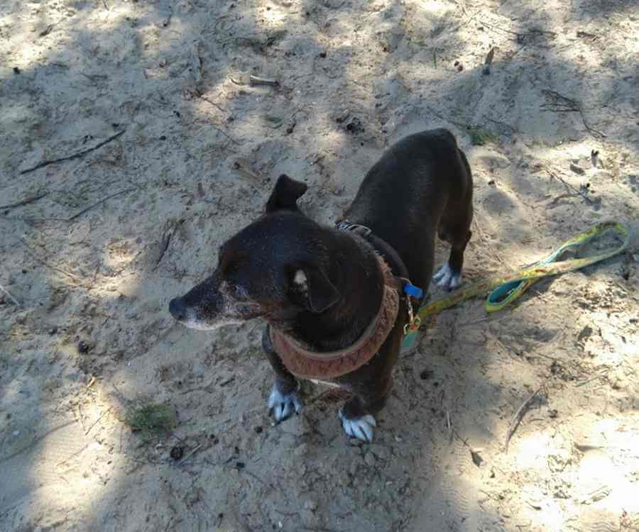 Can you take a dog to Fraser Island?