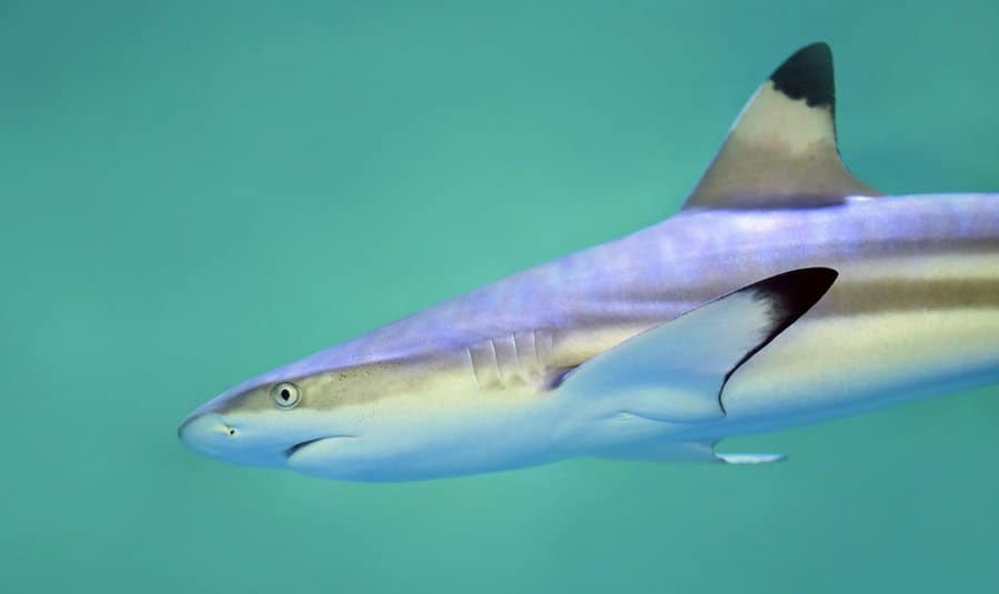 Blacktip Reef Shark