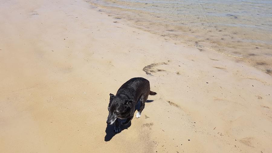 Dog at Beach